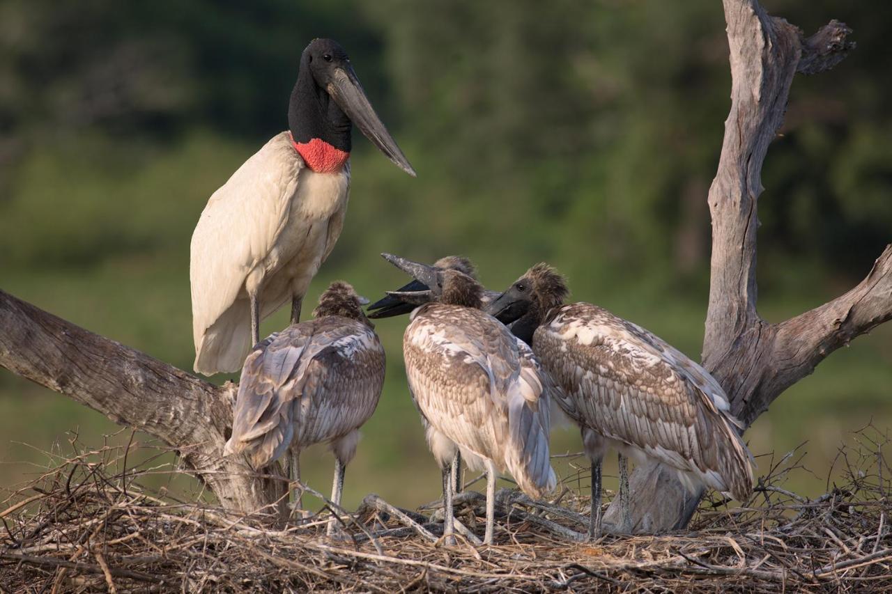 Southwild Pantanal Lodge Pixaim 외부 사진