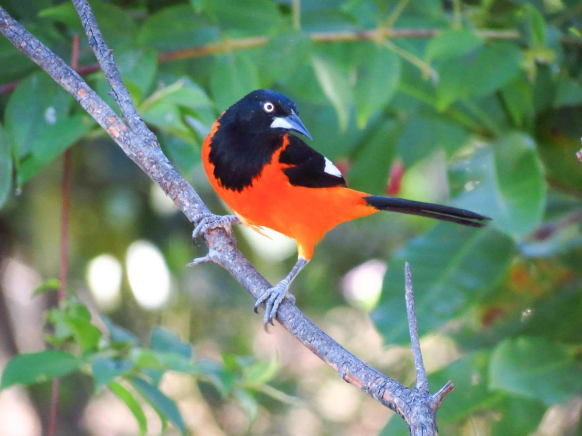Southwild Pantanal Lodge Pixaim 외부 사진