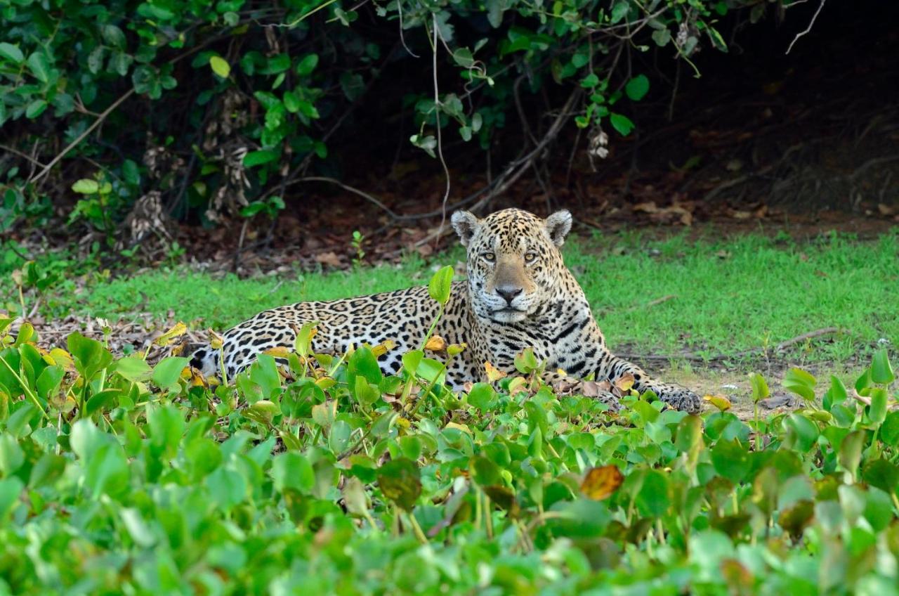 Southwild Pantanal Lodge Pixaim 외부 사진