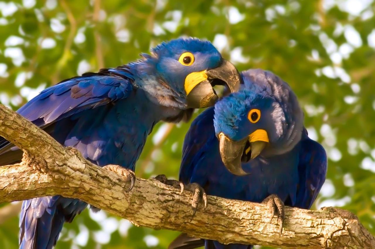 Southwild Pantanal Lodge Pixaim 외부 사진