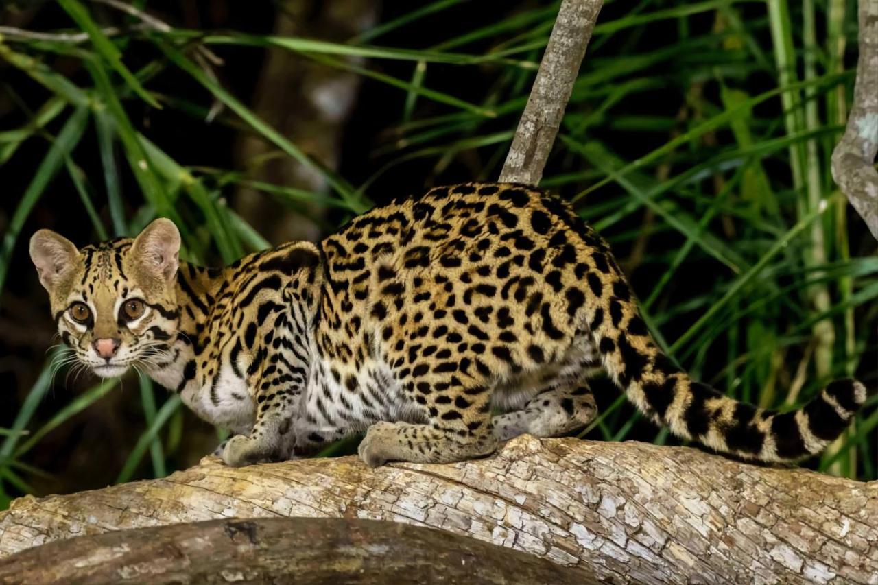 Southwild Pantanal Lodge Pixaim 외부 사진