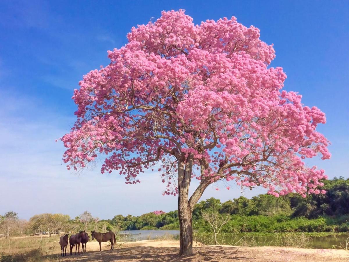 Southwild Pantanal Lodge Pixaim 외부 사진