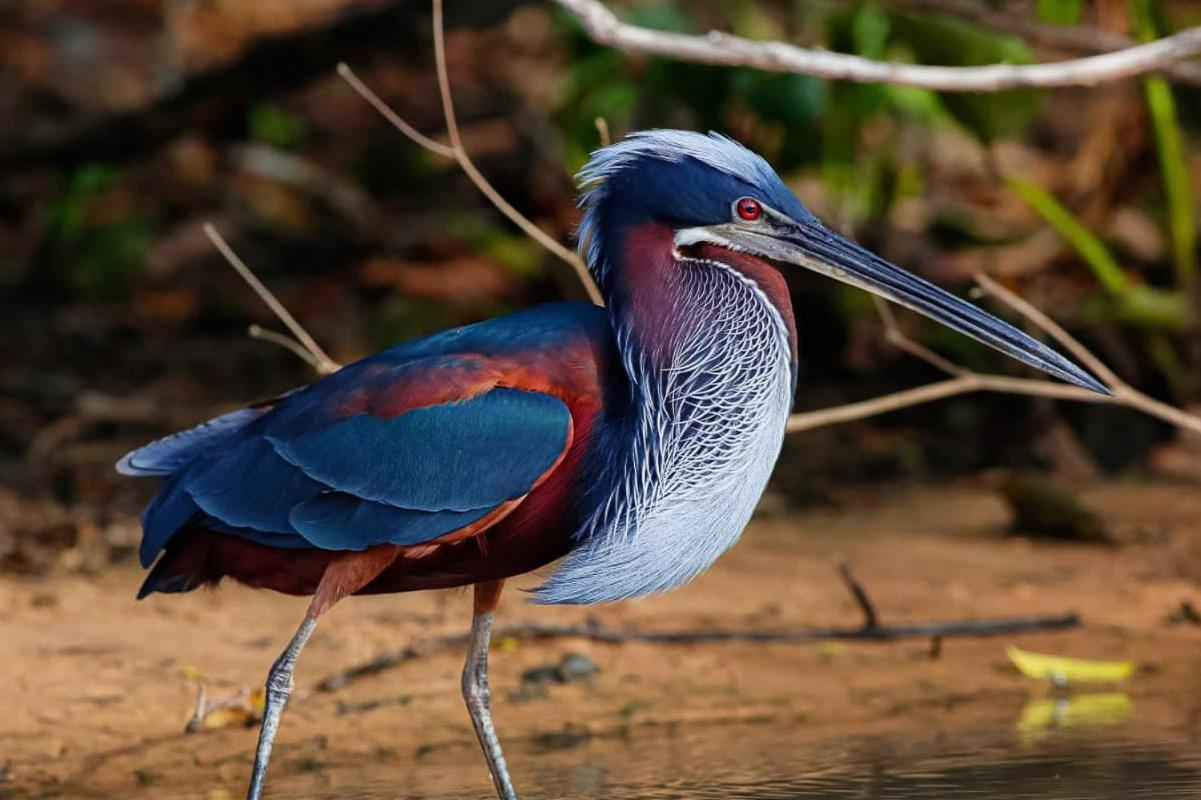 Southwild Pantanal Lodge Pixaim 외부 사진