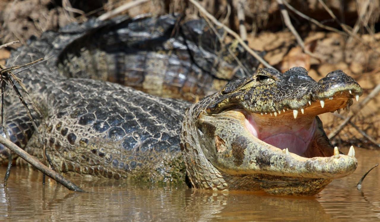 Southwild Pantanal Lodge Pixaim 외부 사진