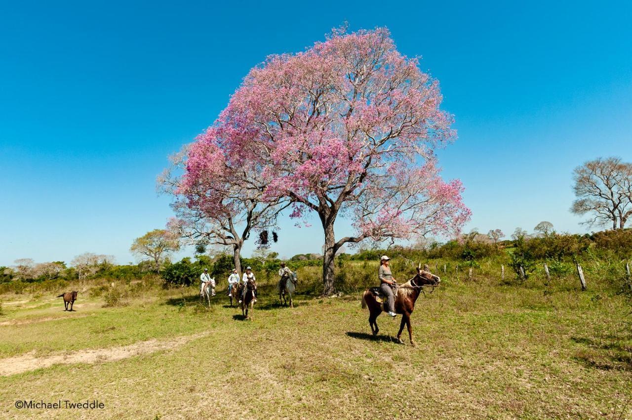 Southwild Pantanal Lodge Pixaim 외부 사진