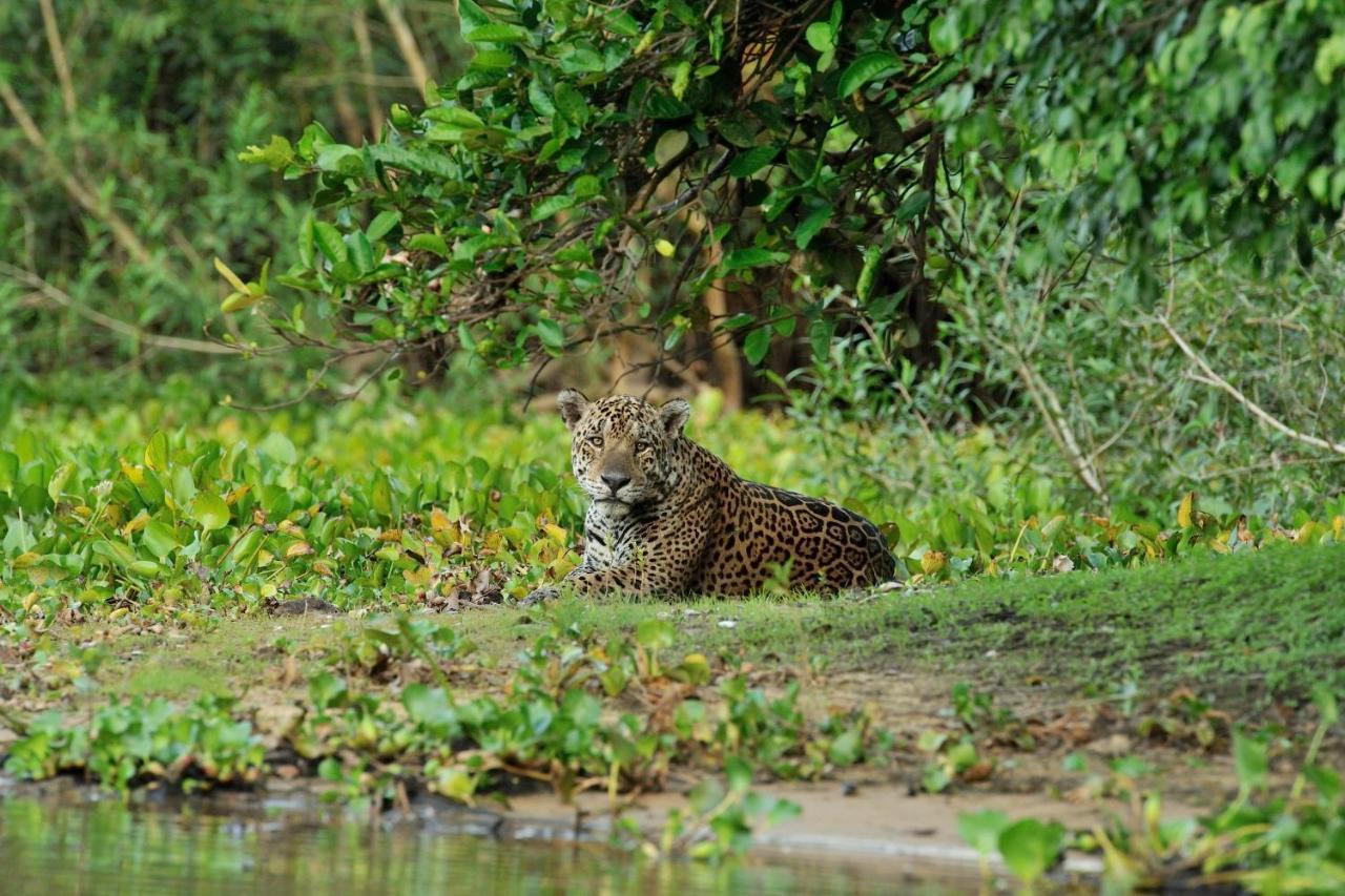 Southwild Pantanal Lodge Pixaim 외부 사진