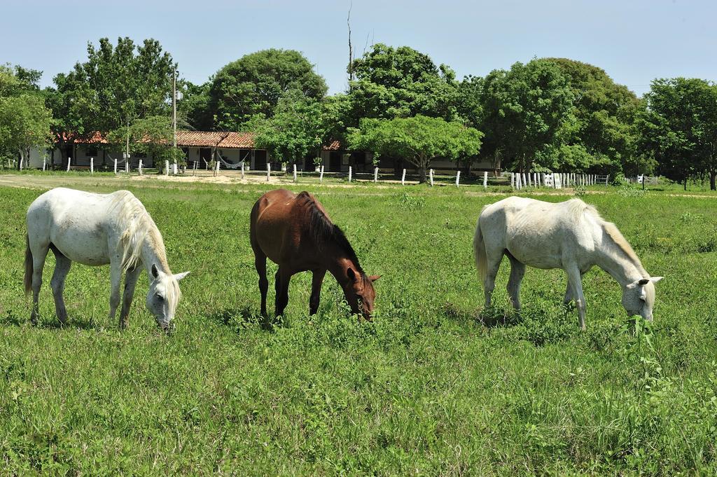 Southwild Pantanal Lodge Pixaim 외부 사진