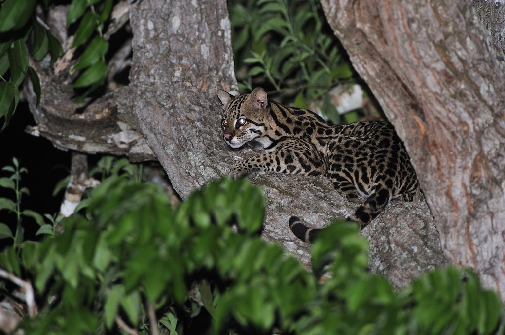Southwild Pantanal Lodge Pixaim 외부 사진