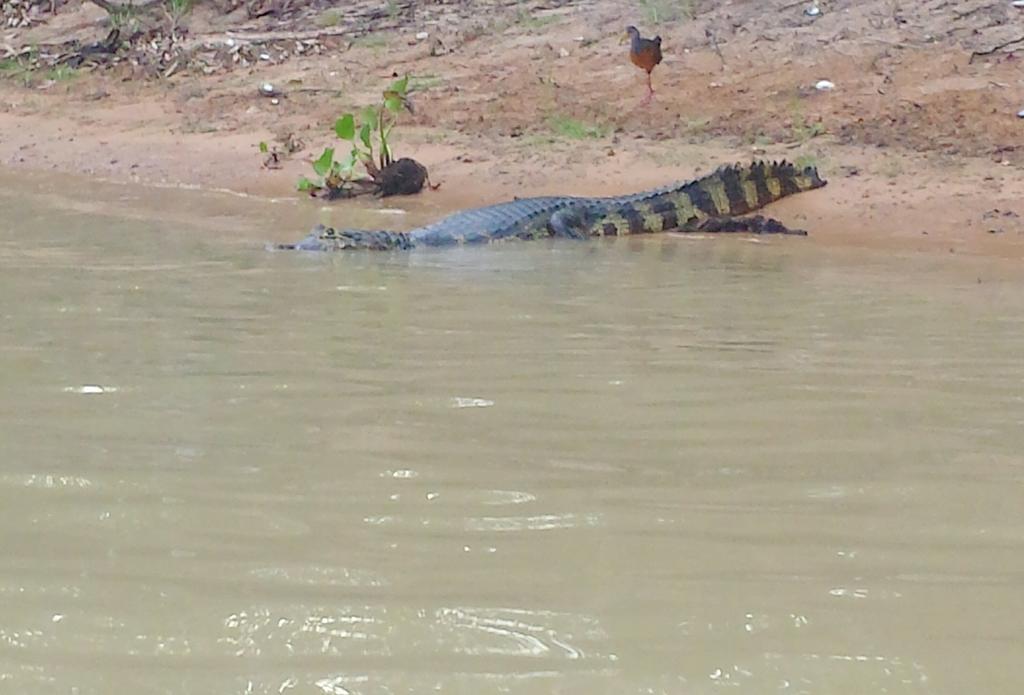 Southwild Pantanal Lodge Pixaim 외부 사진