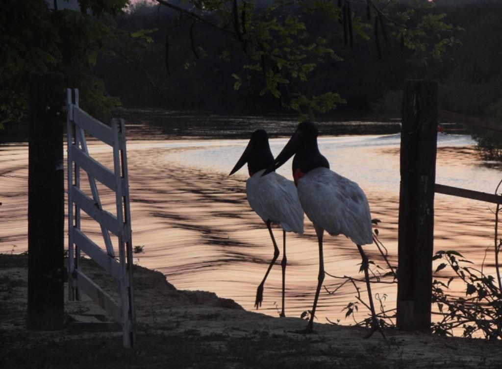 Southwild Pantanal Lodge Pixaim 외부 사진